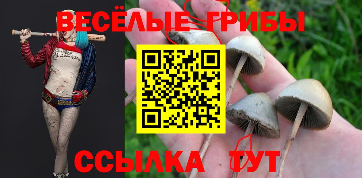 Галлюциногенные грибы Psilocybine cubensis Камень-на-Оби