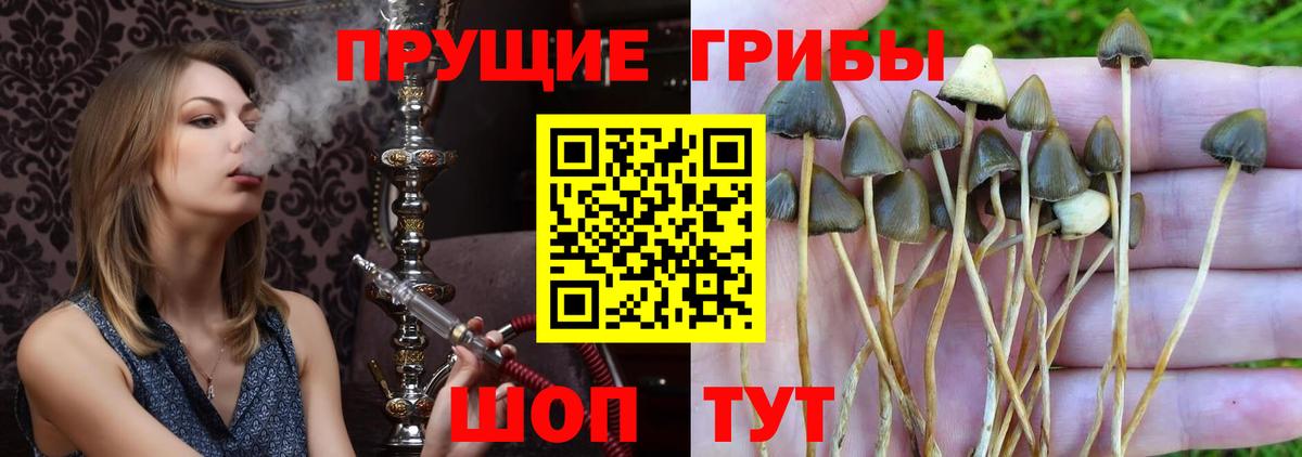 Псилоцибиновые грибы MAGIC MUSHROOMS  Галлюциногенные грибы Cubensis  цены   Вход с VPN  Камень-на-Оби 